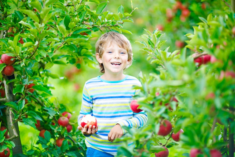 obstbäume im garten