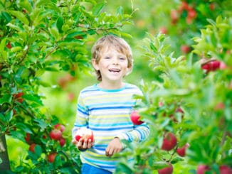 Kind pflückt Obst / Äpfel