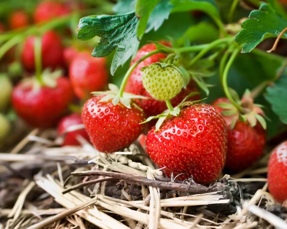 Erdbeeren im eigenen Garten - Wohnen - XXL