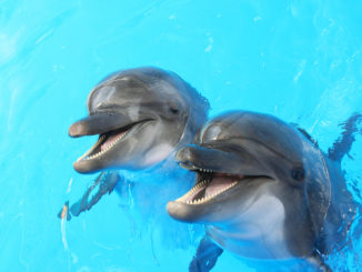 Wasserenthärtungsanlage Delfin