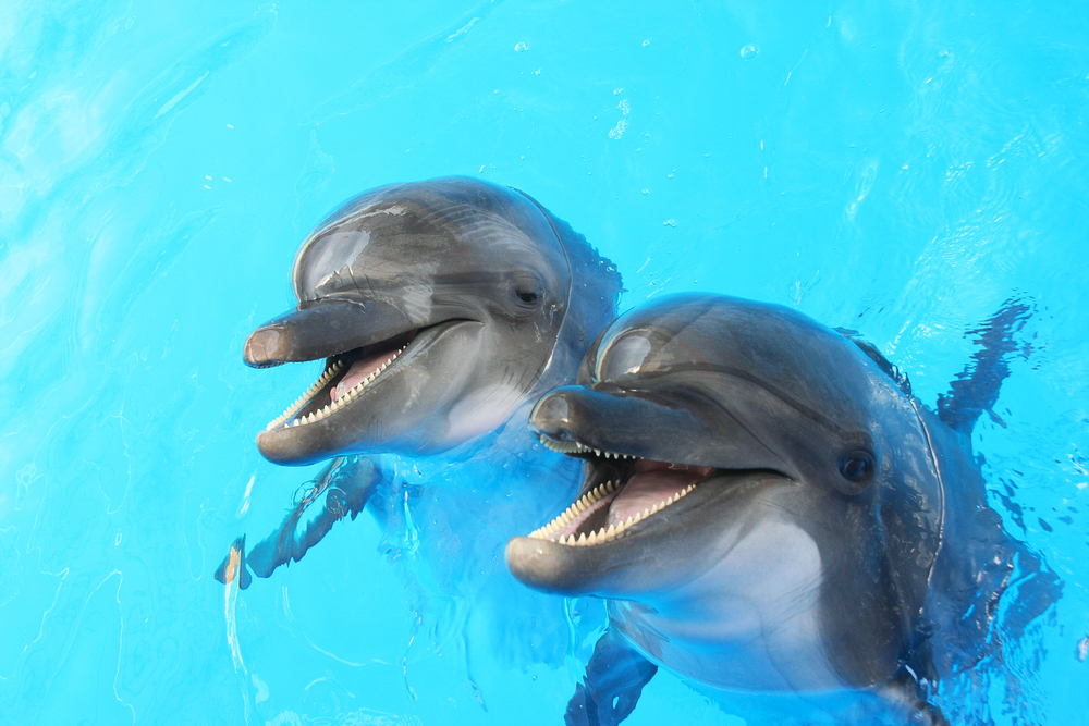 Wasserenthärtungsanlage Delfin