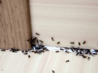 Ameisen im Haus