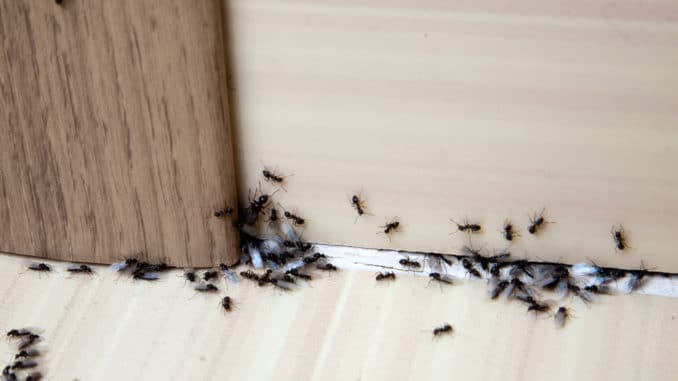 Ameisen im Haus